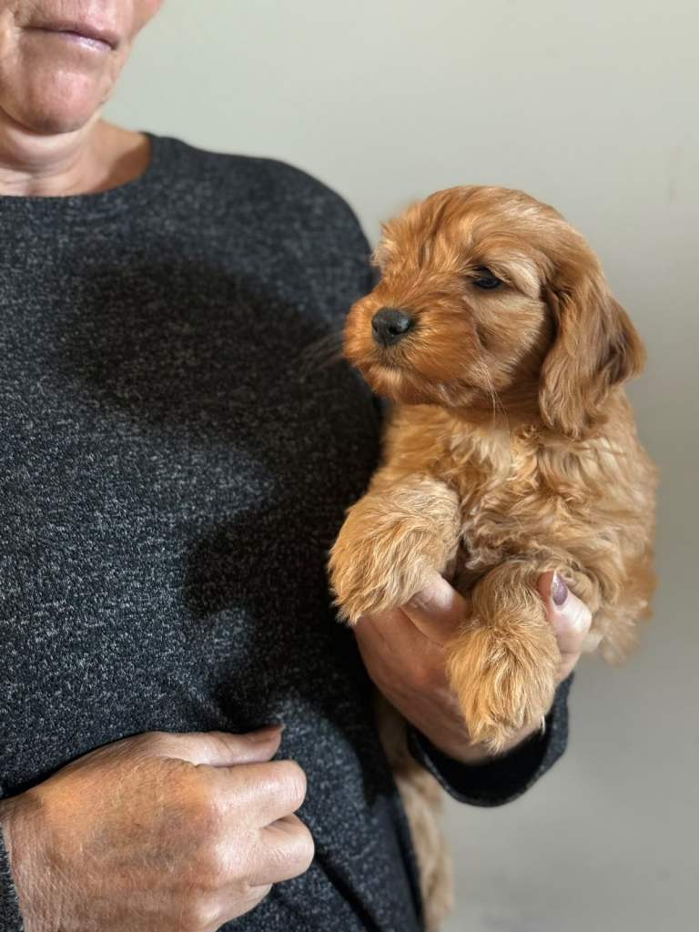 3 cockapoo puppies