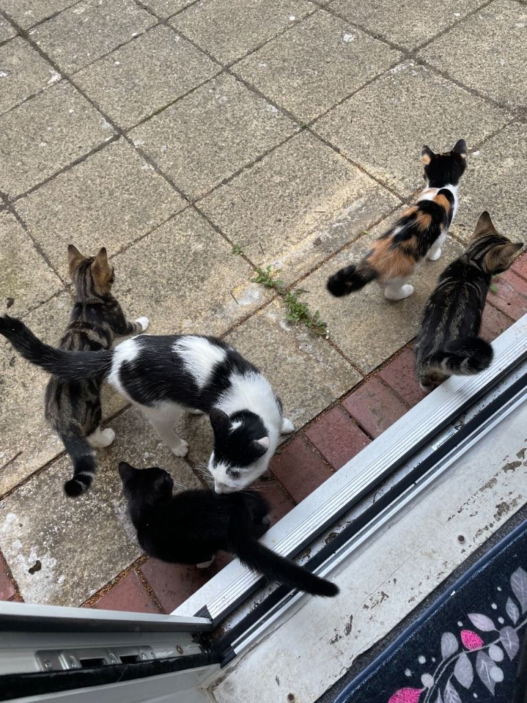 Beautiful kittens