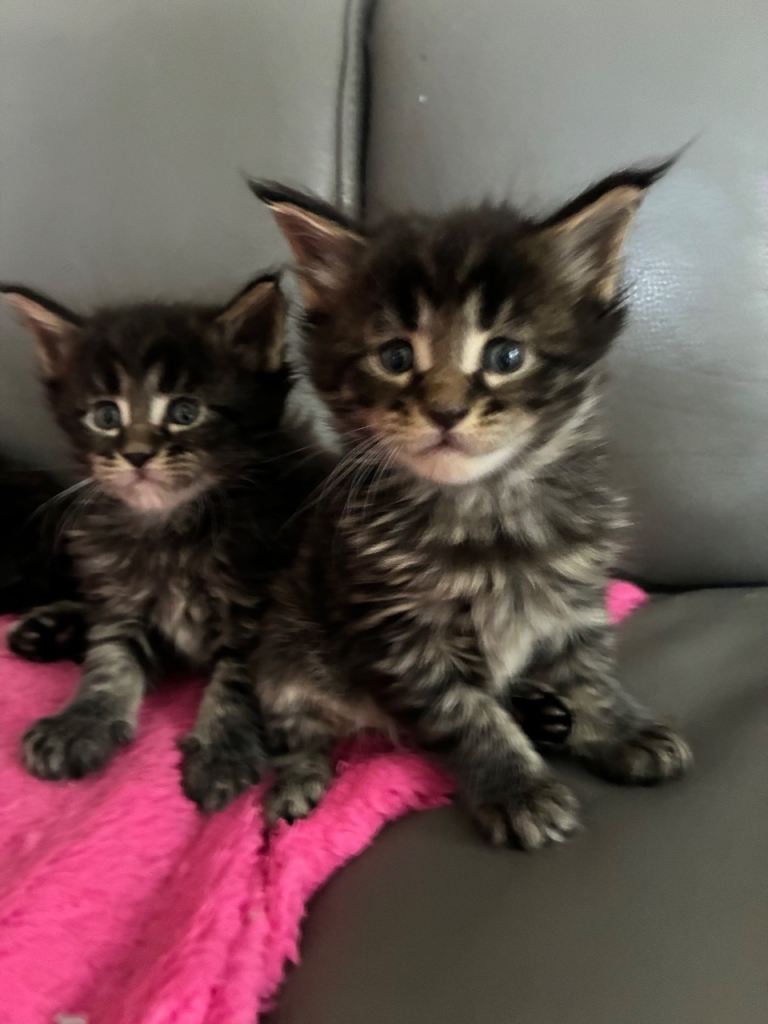 Maine coon kittens 
