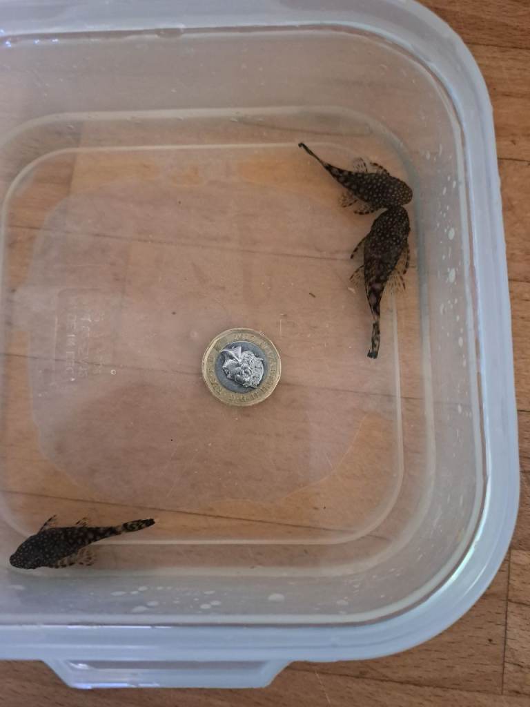 Pleco fish 