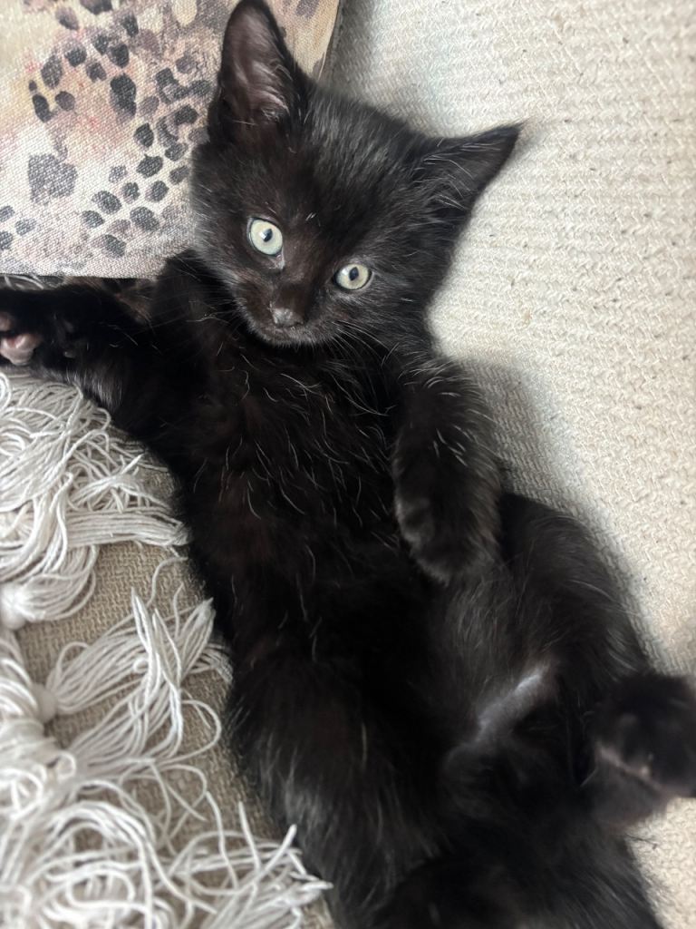 Male Kitten