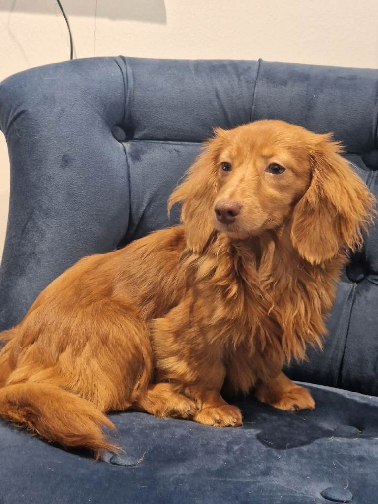 KC registered Miniature Dachshund