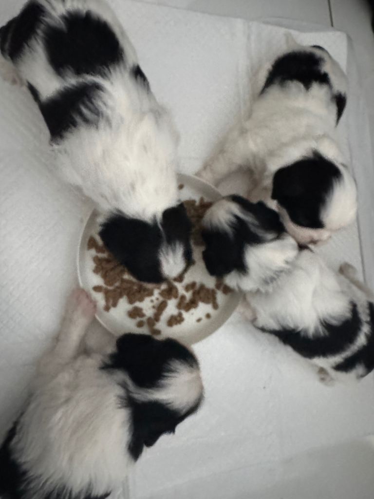 SOLD 2 x male Shih Tzu puppies for sale