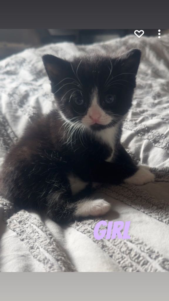 Kittens 
