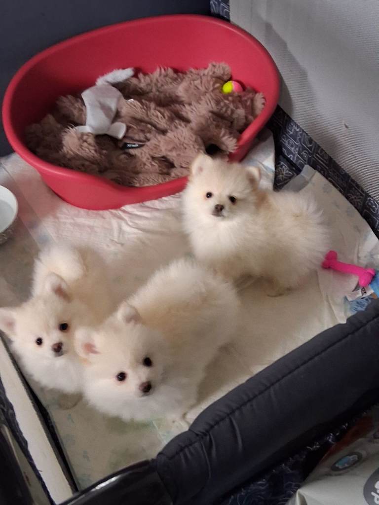 REDUCED 💝TEDDY POMMERANIAN PUPPIES💝