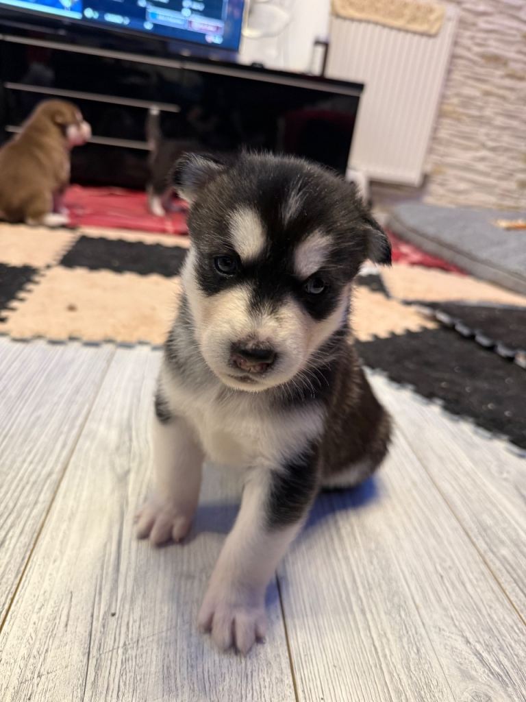Husky puppy’s 