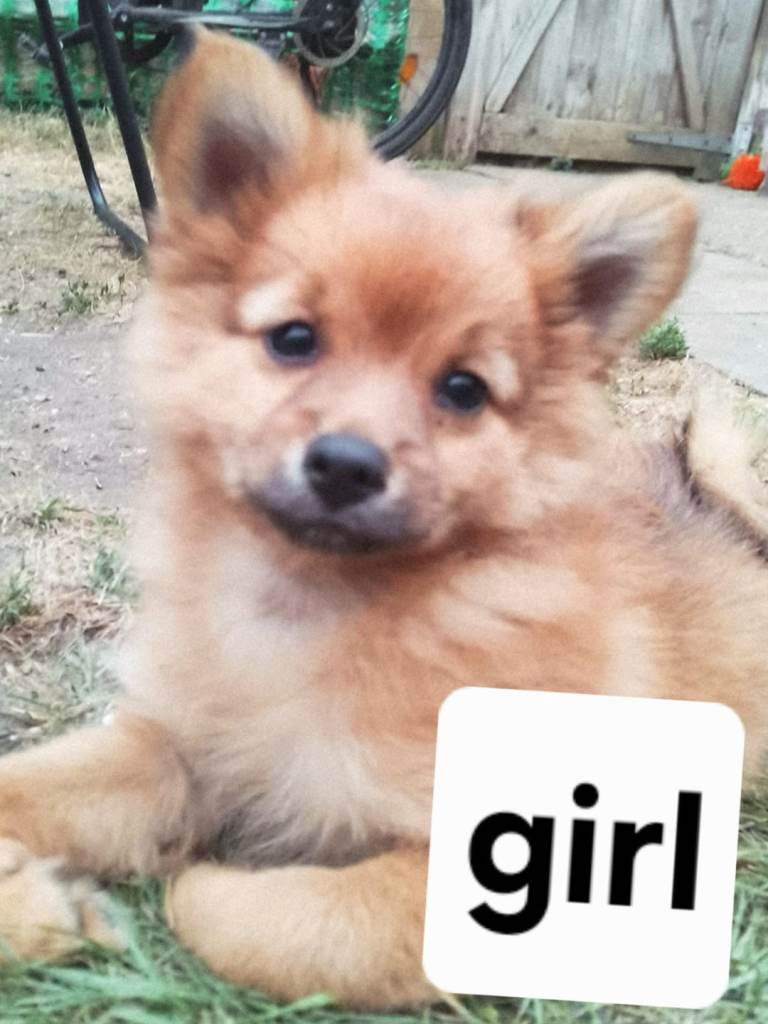 Pomeranian puppy