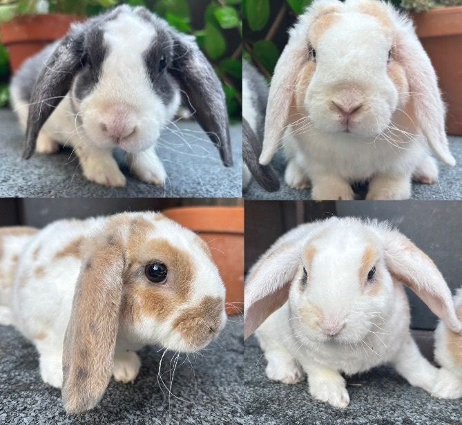 Mini Plush Lops Does & Bucks - hypoallergenic fur