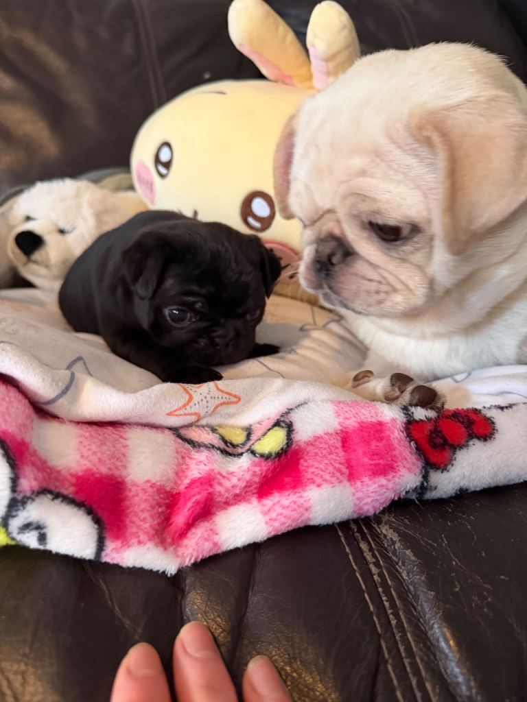 Pug puppies 