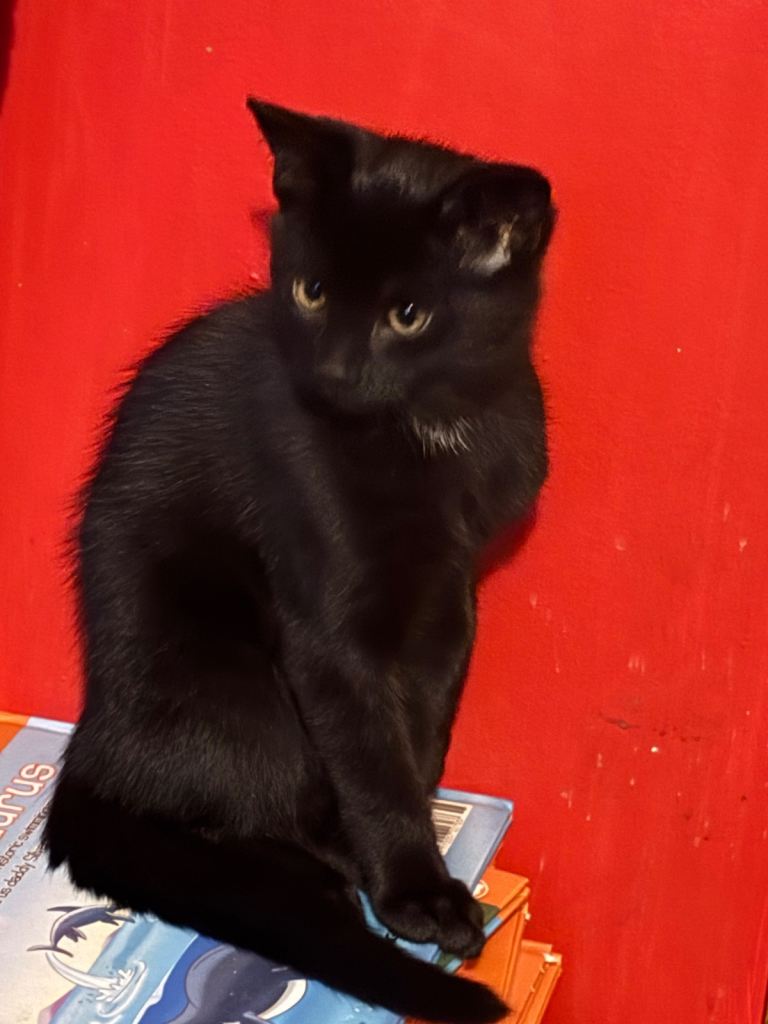 Ready now - beautiful girl kitten for sale