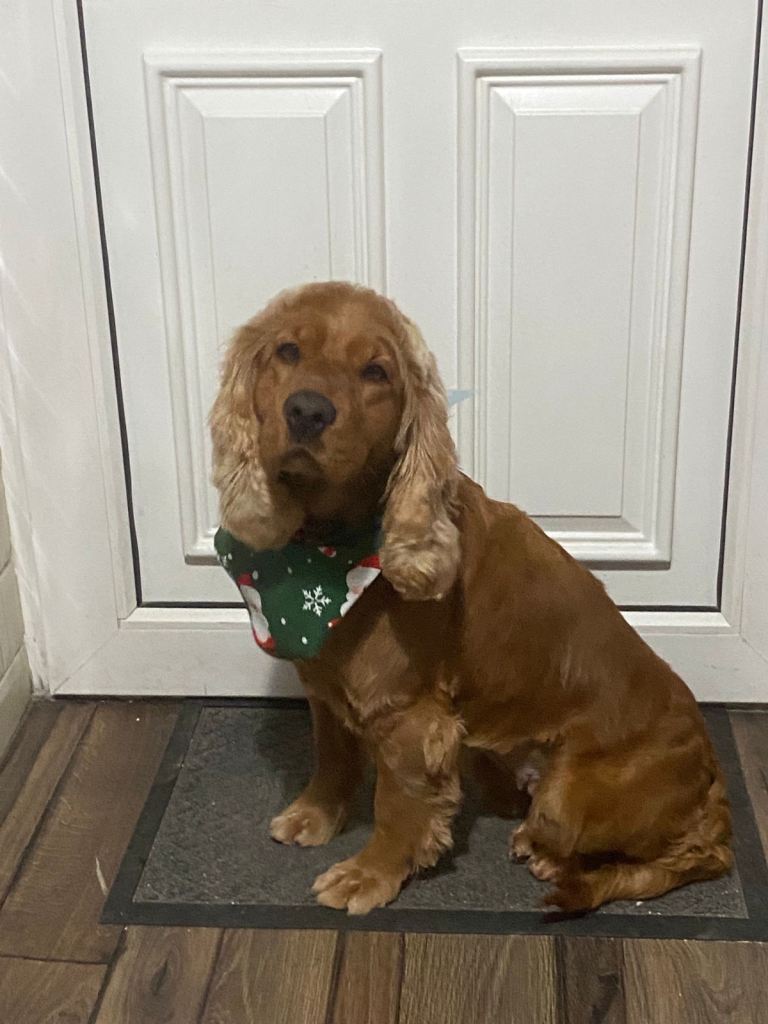 Beautiful 8-week Old Cockapoo Puppies 1 Boy, 3 Girls - Ready Now