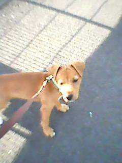 Puppy for sale (URGENT)