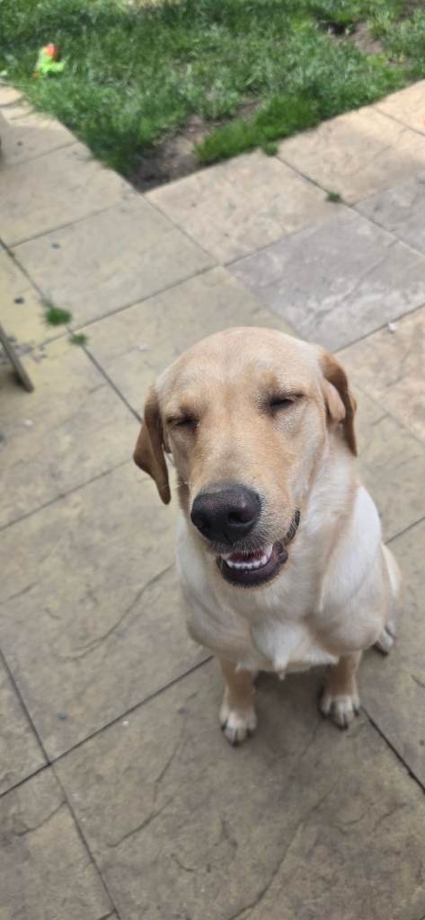 Labrador retriever