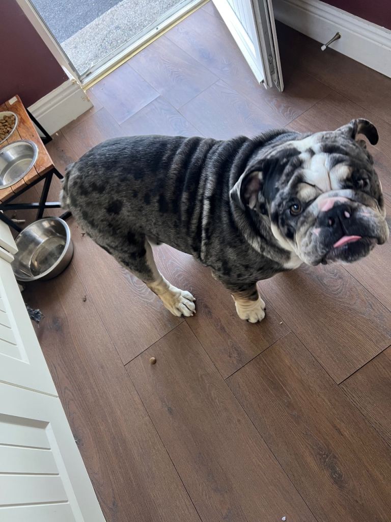 8 month old English Bull dog male 