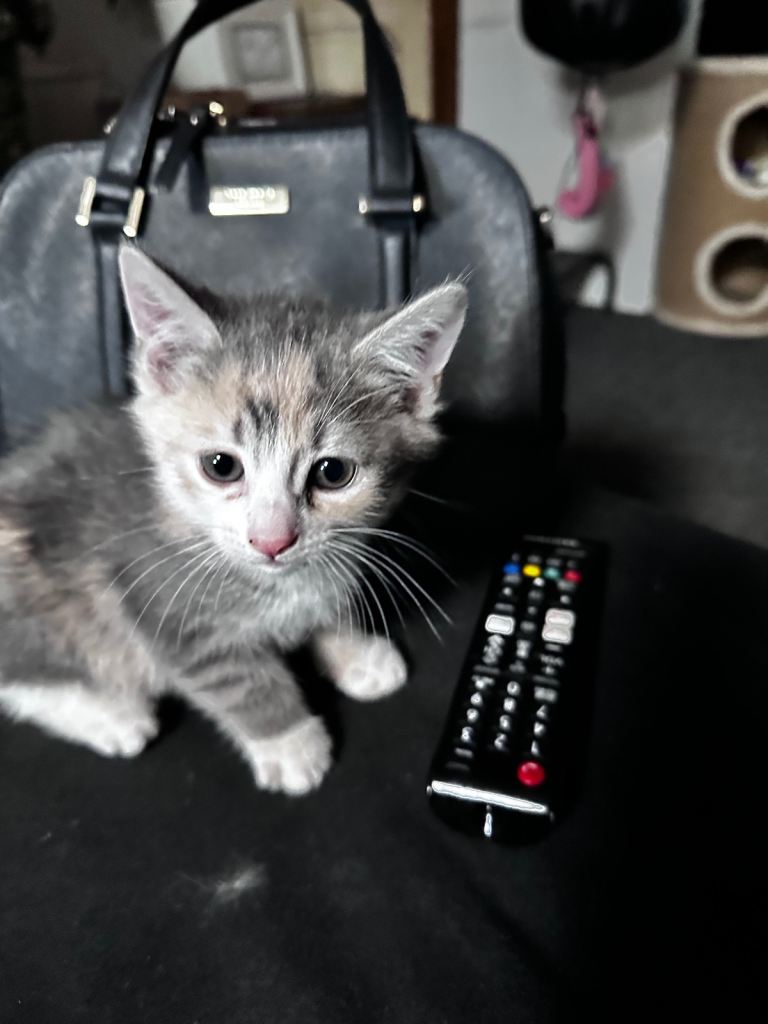 Kittens. Ready in April- x4 Tuxedo Tortoise Grey