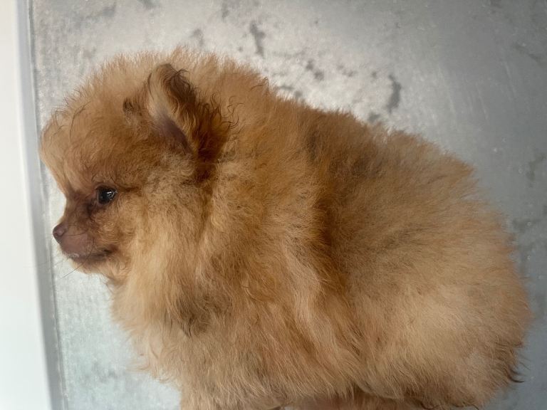 Pomeranian babies for sale!!!