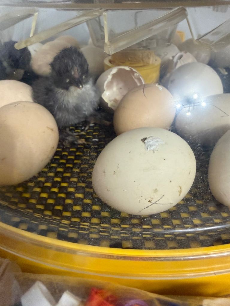 Bantam chicks from day olds