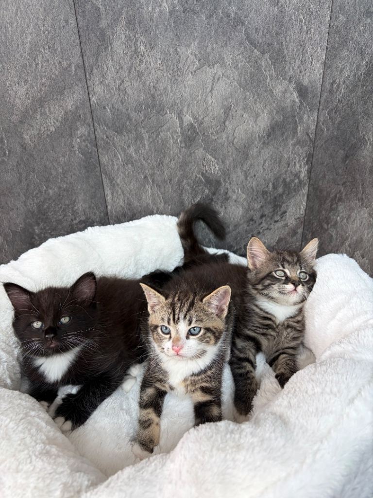 X3 beautiful male kittens