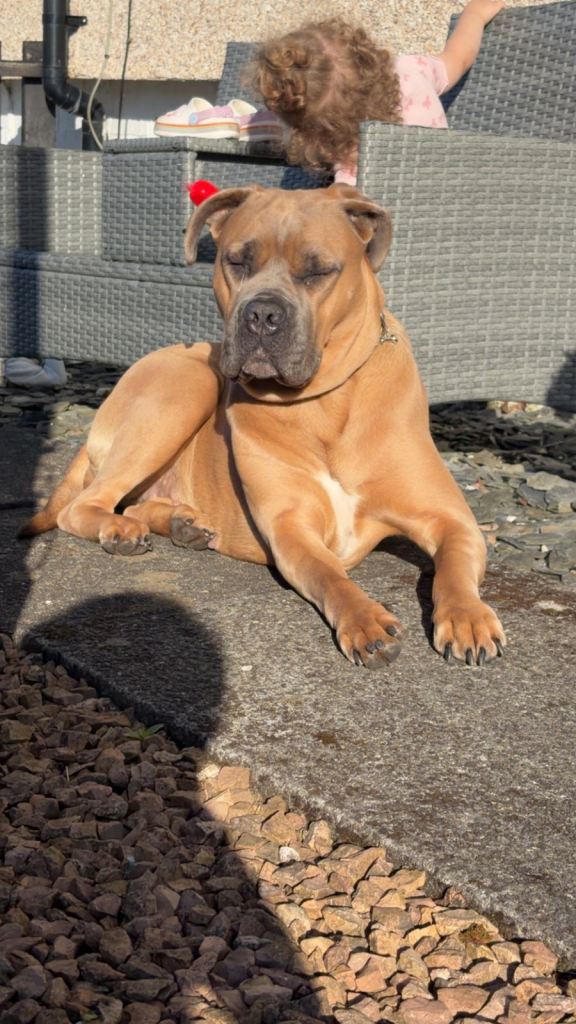 Cane corso 