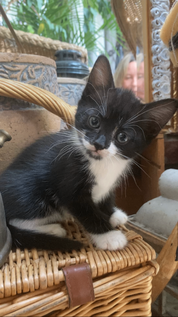 Adorable Tuxedo Kittens 