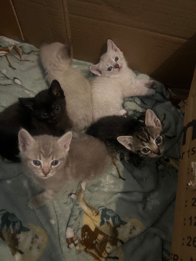 5 male kittens 