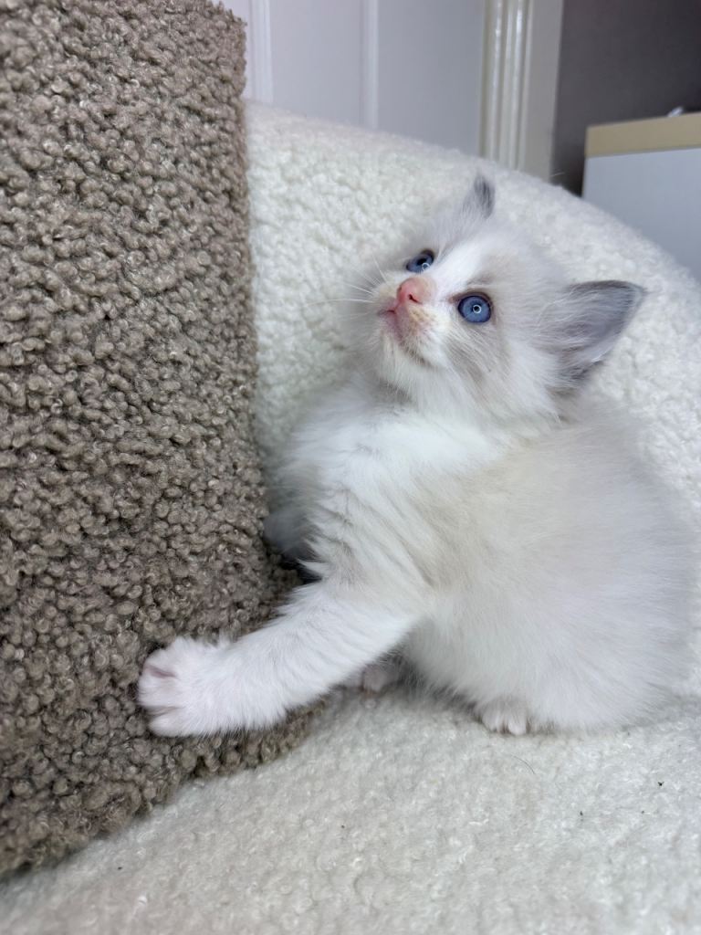 3 male ragdoll kittens 