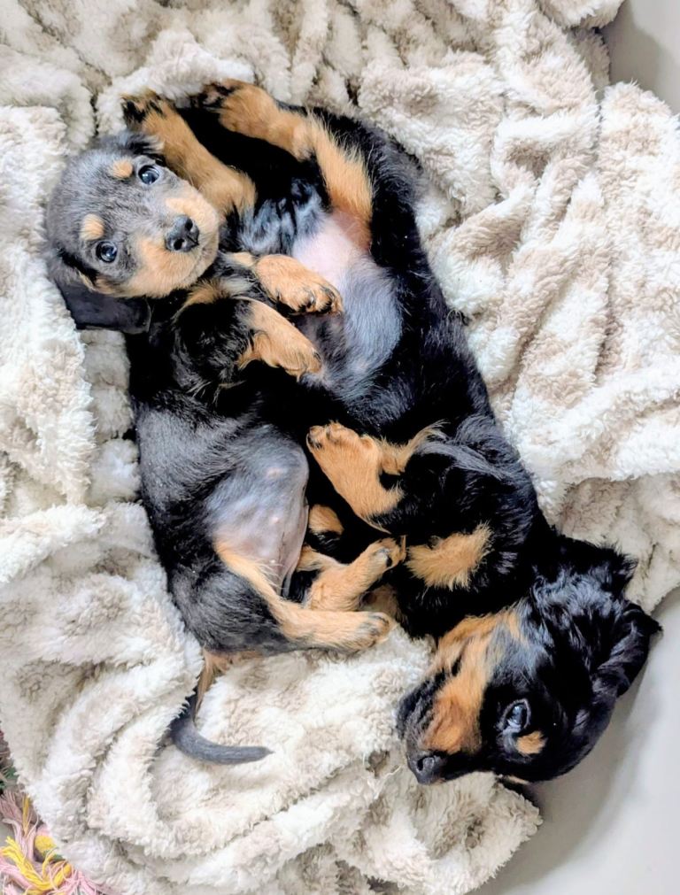 Isabella Wire Haired Girl – Ready Now