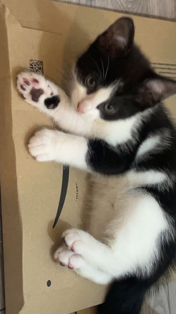 5 Kittens for sale :)