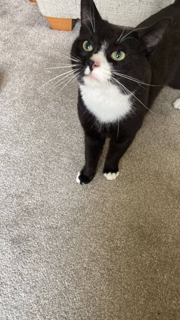 15 month old cat