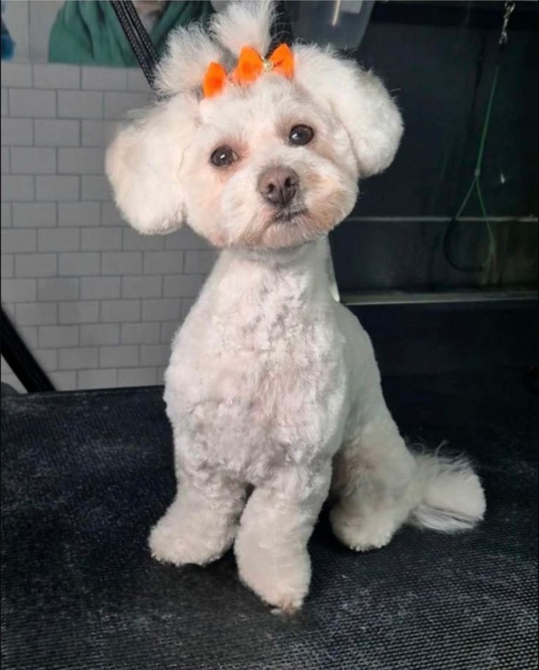 Maltese puppies