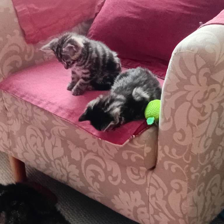 Gorgeouus tabby kittens
