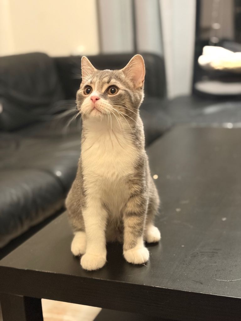 🐾 British Shorthair Kitten – 4 Months Old – Ready Now 🐾