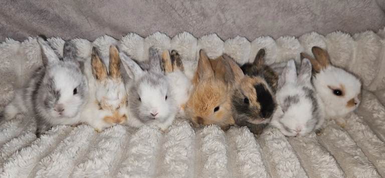 Mini lop bunnies
