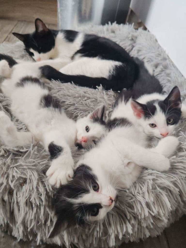 5 kittens 
