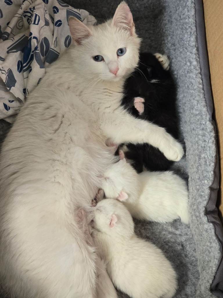 ***KITTENS FOR SALE***