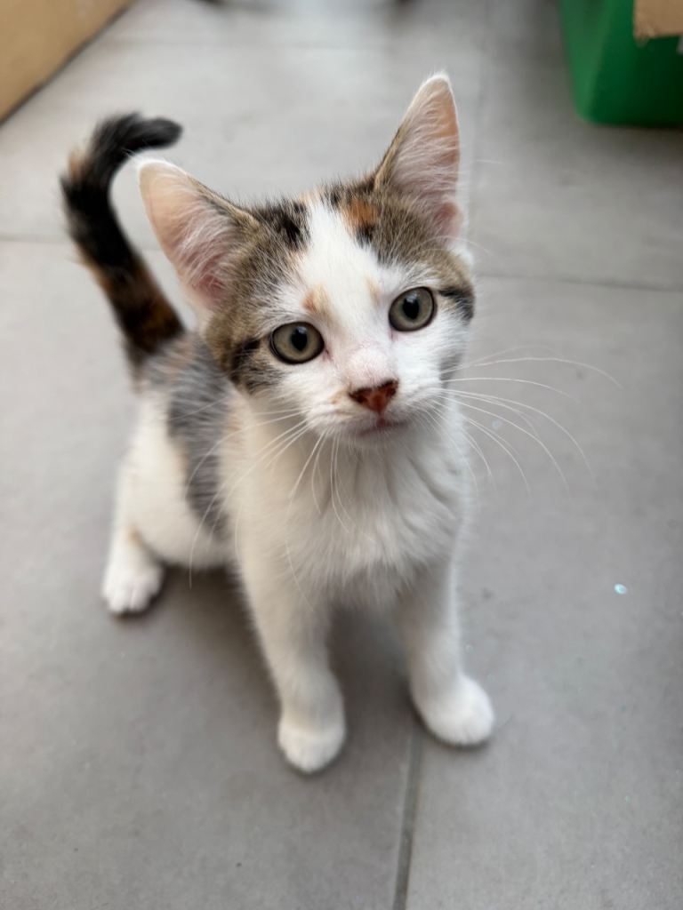 Really cute female kitten