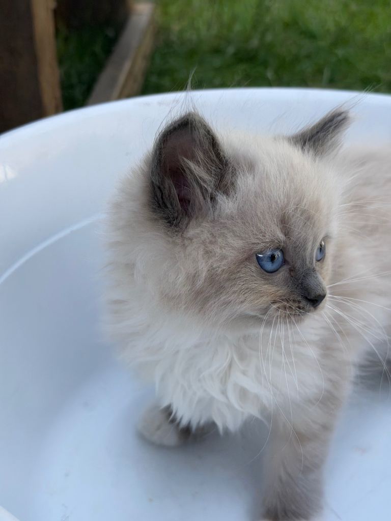 Full Breed Ragdoll kittens