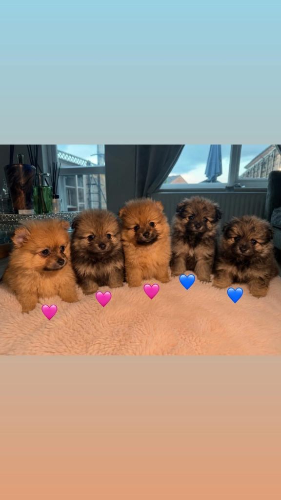 Pomeranian pups ready now 