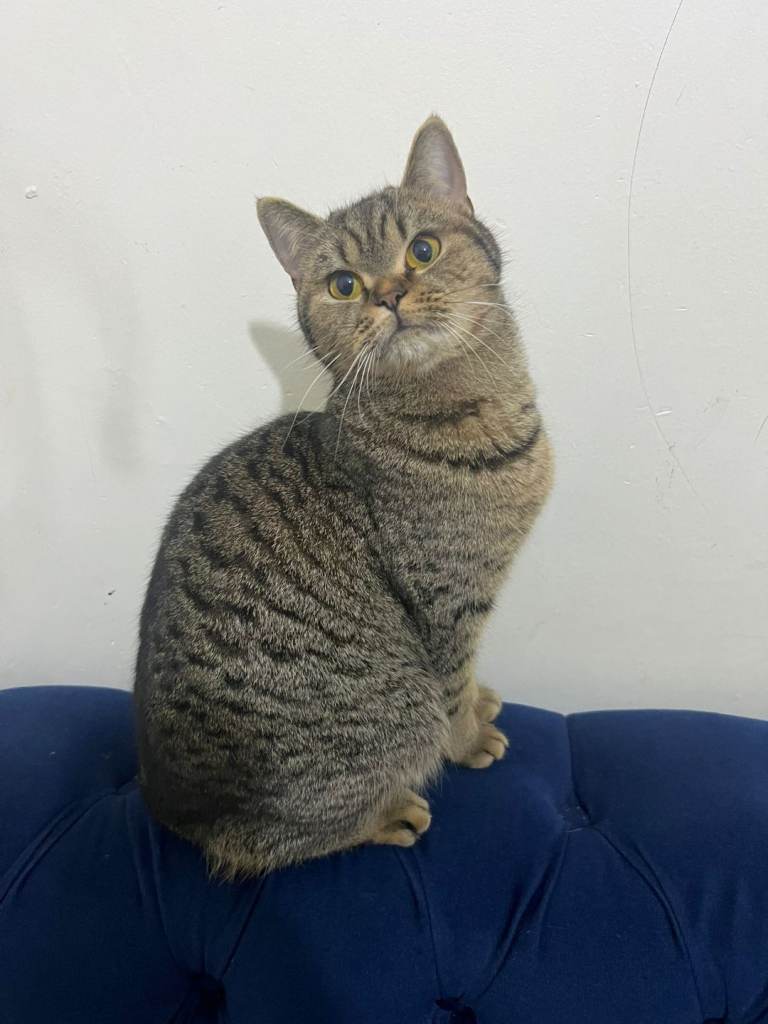 Lovely British short hair Cat