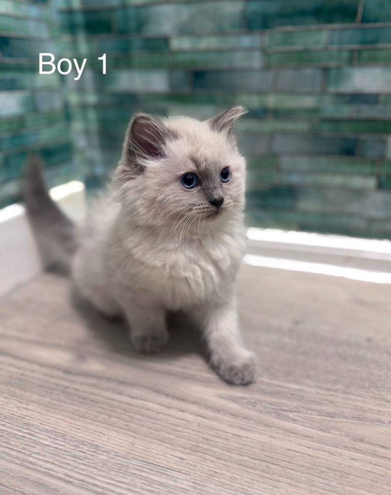 Clear Ragdoll 3 kittens 