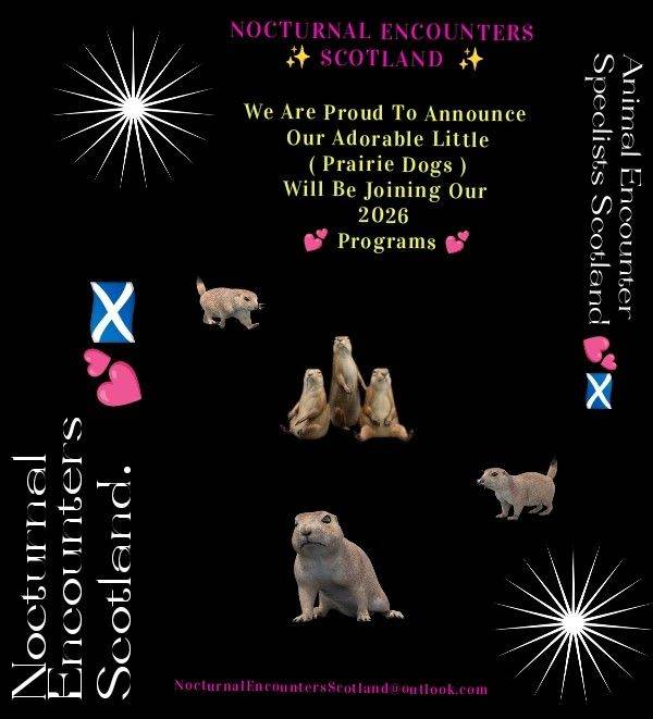 Animal Encounter Experience's ✨