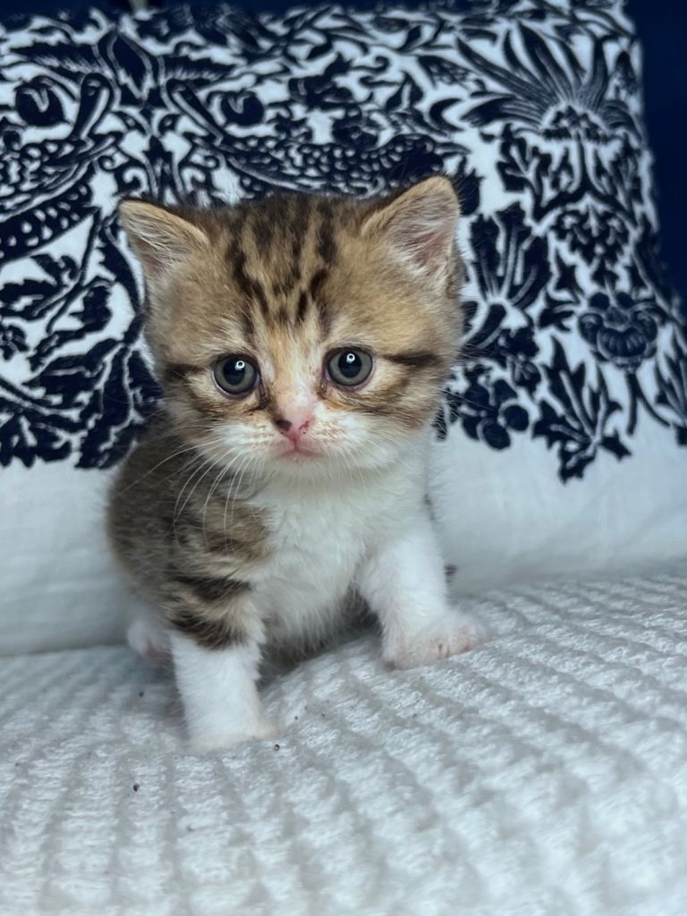 Beautiful British shorthair kittens ❣️