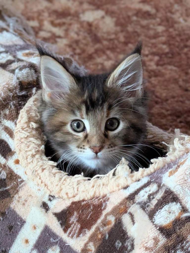 ✨ Stunning Pure Maine Coon Tortie Kitten ✨
