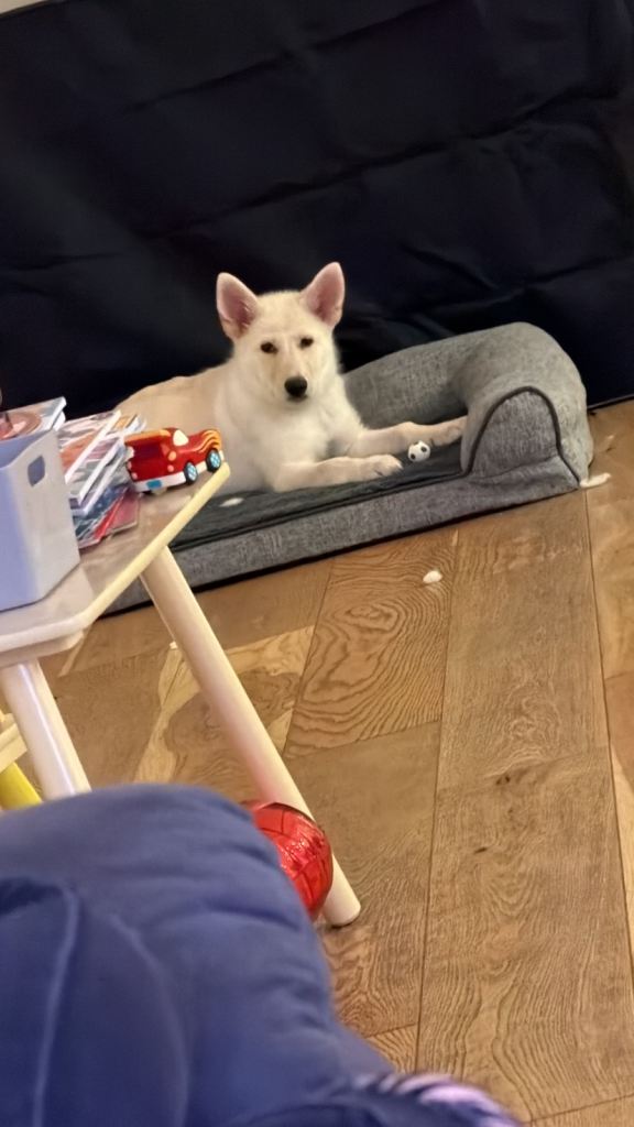 German Shepherd x Northern Inuit 