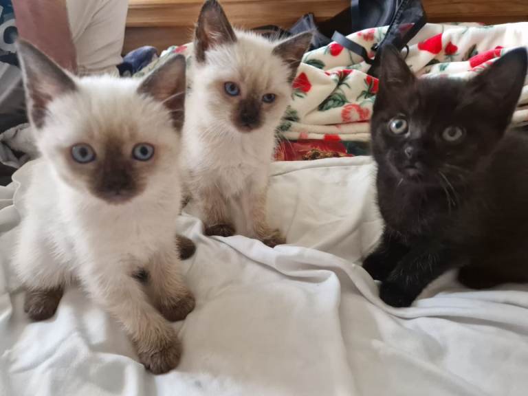 Ragdoll cross kittens 