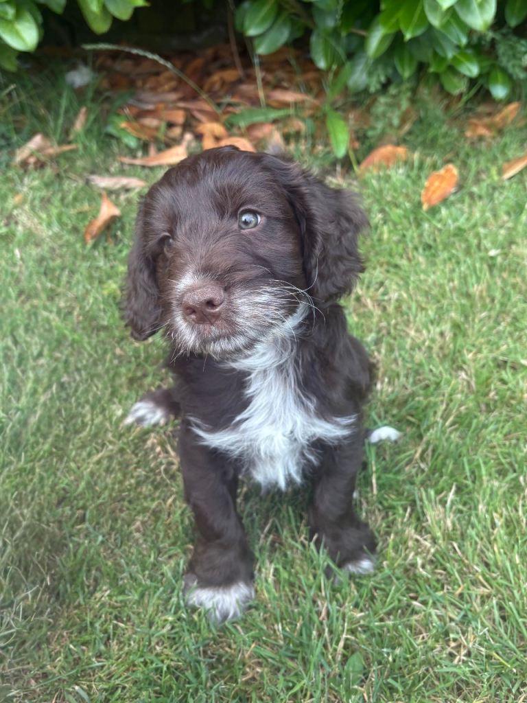 Chocolate Cockapoo Boy Puppy Ready to leave Now