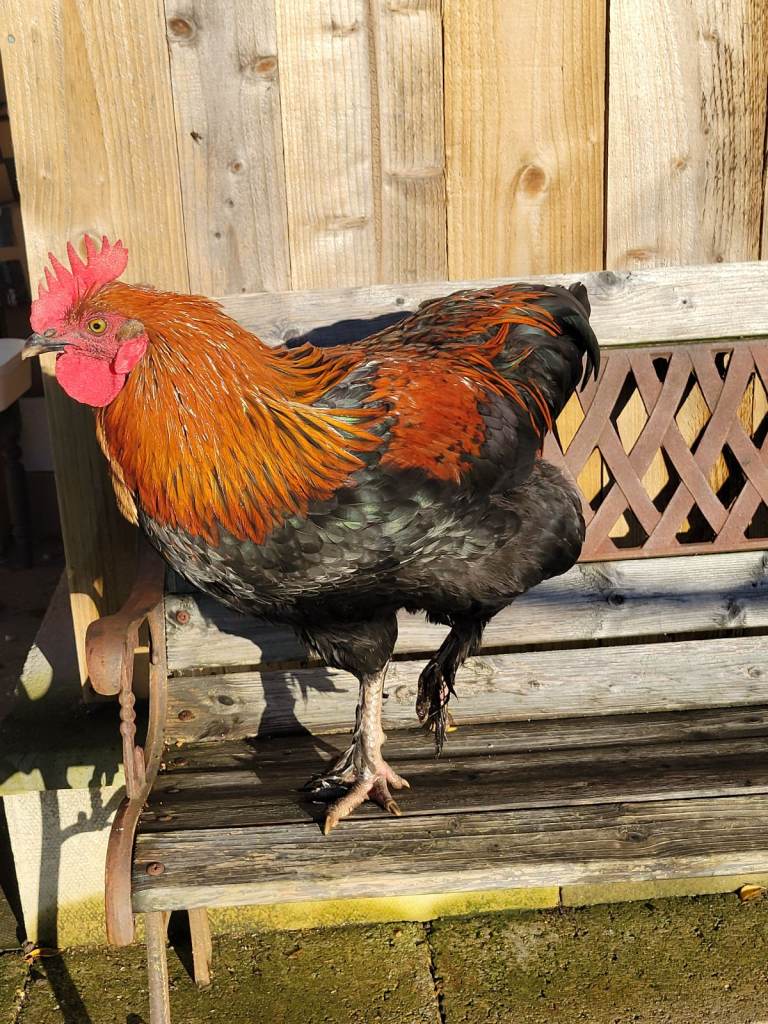 Black Copper Maran Cockerel