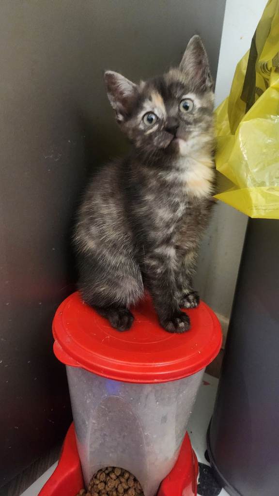 Half maincoon half domestic tom 