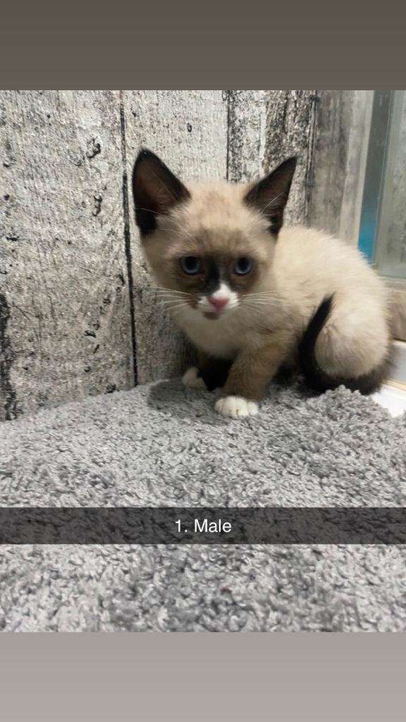 Kittens ready for new home