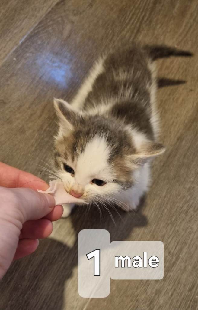 8 weeks old kittens for sale